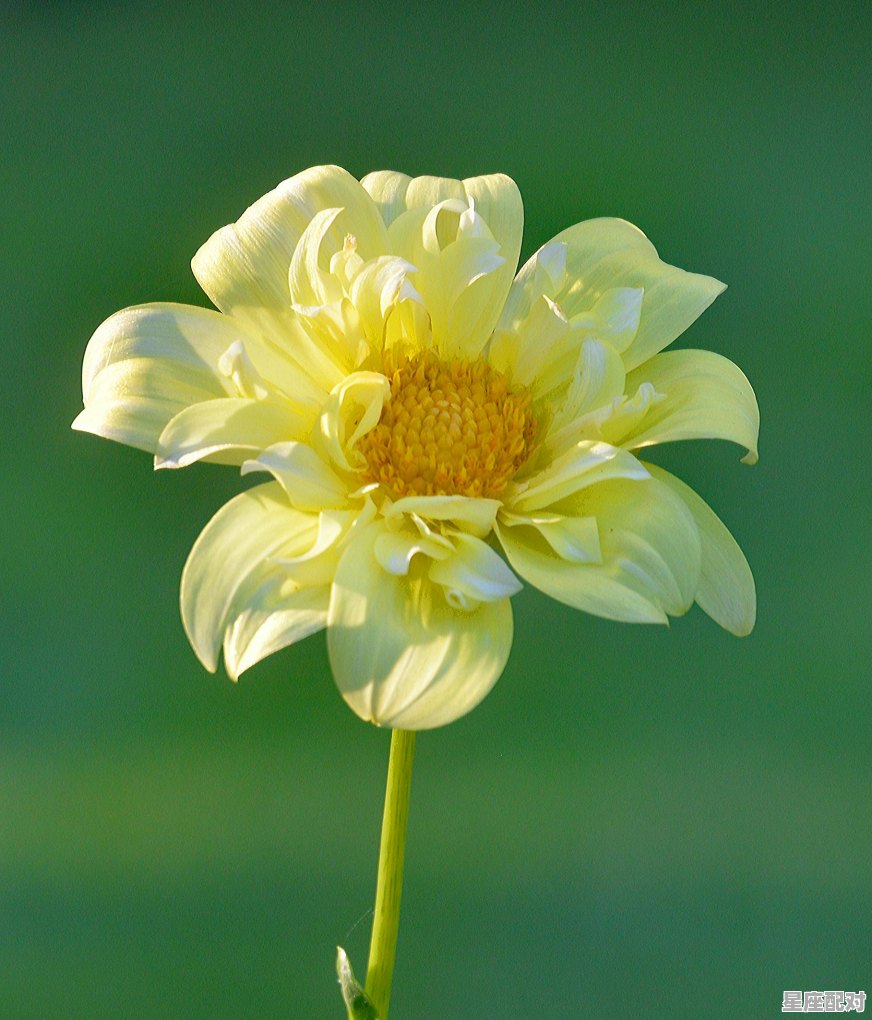 七月份是什么星座的，七月属于什么星座 - 星座运势