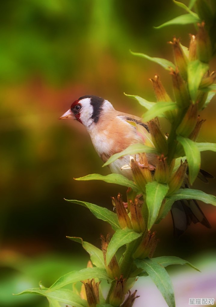 请问动物会做梦吗，做梦梦到动物 - 星座运势