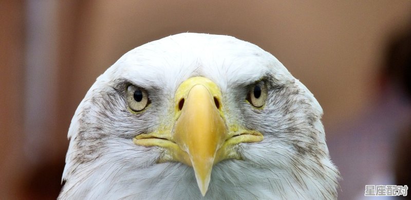 梦鹰车床怎么样_梦到老鹰 - 星座运势