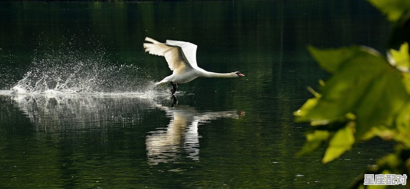 梦为鱼意思_梦为鱼而没于渊什么意思 梦为鱼意思_梦为鱼而没于渊什么意思 - 星座运势