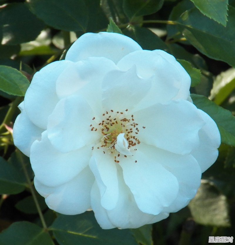 送人贝壳代表什么意思_贝壳的传说是什么 送人贝壳代表什么意思_贝壳的传说是什么 - 星座运势