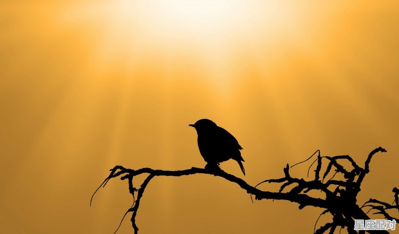 飞檐走壁称君子是什么动物,君子指什么生肖 飞檐走壁称君子是什么动物,君子指什么生肖 - 星座运势