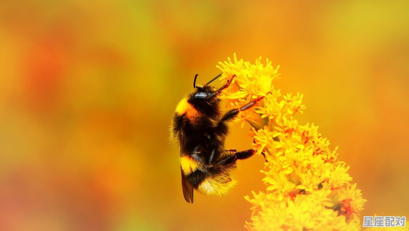 白羊座性格脾气特点和缺点，o型白羊座性格 - 星座运势