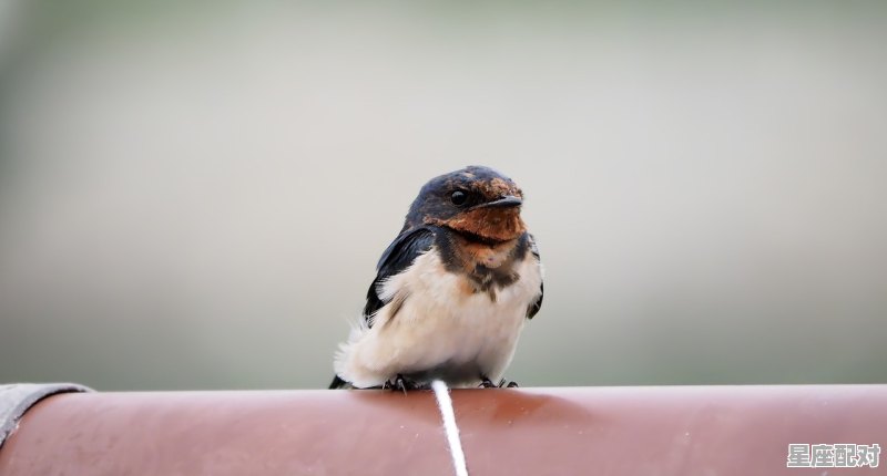 佳节代表什么动物_八开富贵贺鸡岁什么意思 - 星座运势