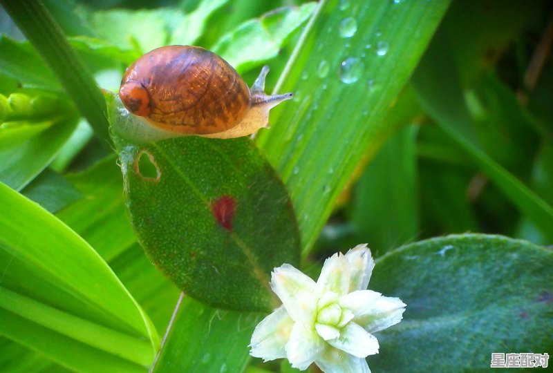 蛇从人的身体爬过好不好_梦到自己在水里 蛇从人的身体爬过好不好_梦到自己在水里 - 星座运势