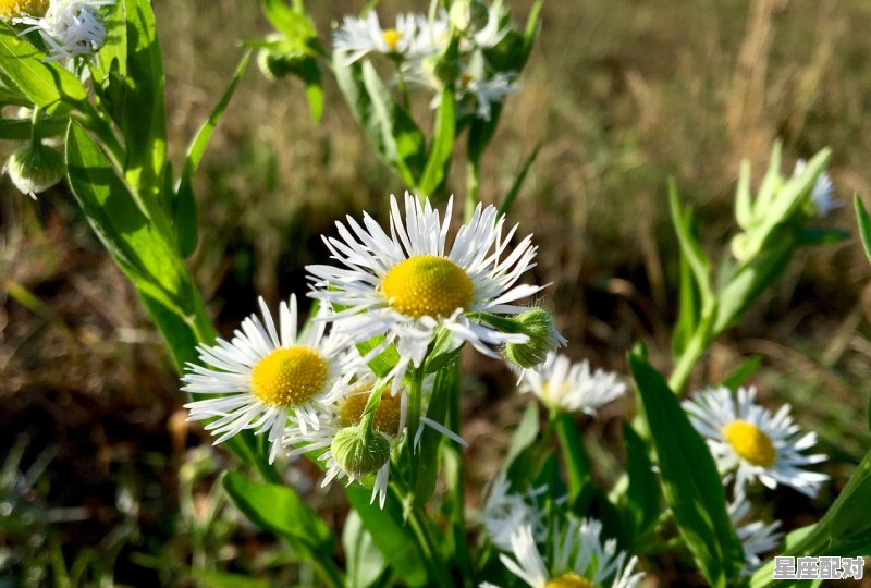 属蛇巨蟹座男人性格,属蛇巨蟹座的性格 属蛇巨蟹座男人性格,属蛇巨蟹座的性格 - 星座运势