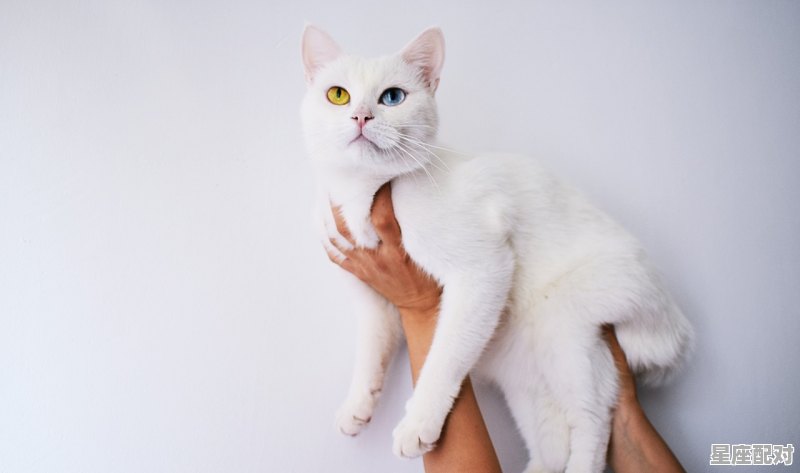 双子座是什么之眼,属虎的双子座性格 双子座是什么之眼,属虎的双子座性格 - 星座运势