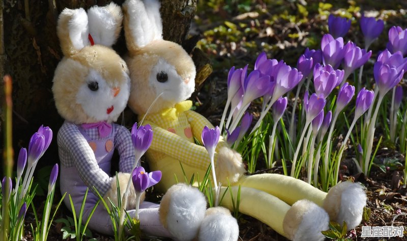 兔子掌管卯时的由来，翘是什么生肖 - 星座运势