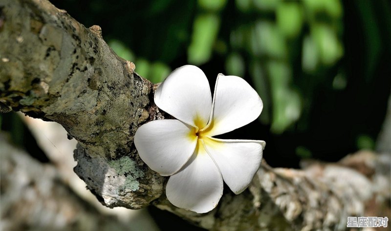 单身男生遇到烂桃花的表现，烂桃花今日运势 - 星座运势