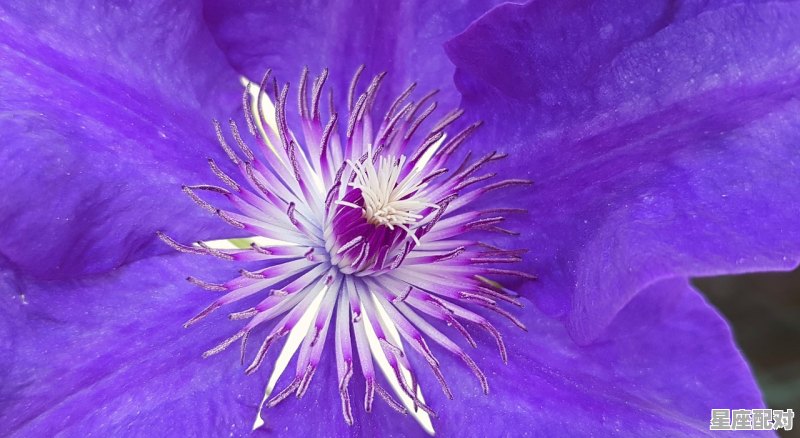 双鱼座为什么很难交心_o型双鱼女很厉害 - 星座运势