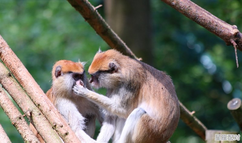 登昆仑意思,昆仑猴今日运势 登昆仑意思,昆仑猴今日运势 - 星座运势