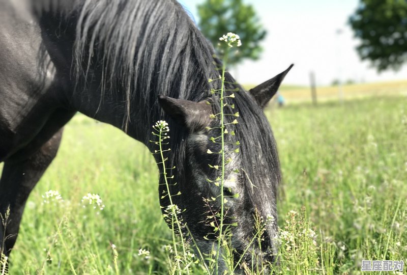 牛转乾坤是什么动物,乾坤指什么生肖 - 星座运势