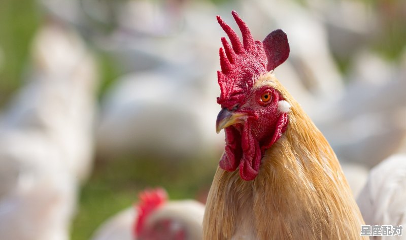 三五成群一六五的动物,什么生肖三五成群 - 星座运势