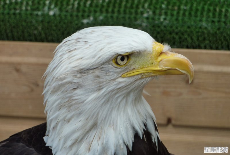 黄鳝与蛇怎么区别，梦到蛇和鱼 - 星座运势