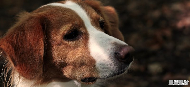 生肖犬今日运势,生肖犬今日运势 - 星座运势