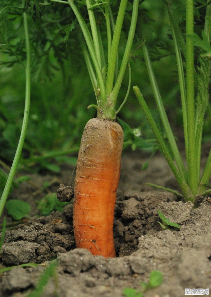 菜园里面有什么蔬菜简单描写，梦到菜园 - 星座运势