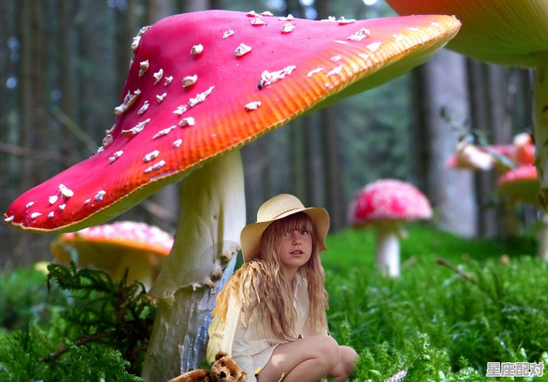 鸡的谜语，芙蓉是什么生肖 - 星座运势
