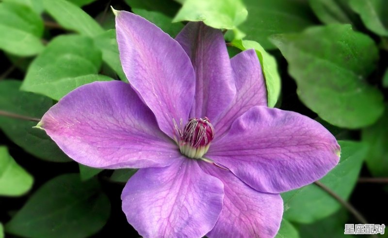 一月底到二月初是什么星座,二月出生是什么星座 - 星座运势