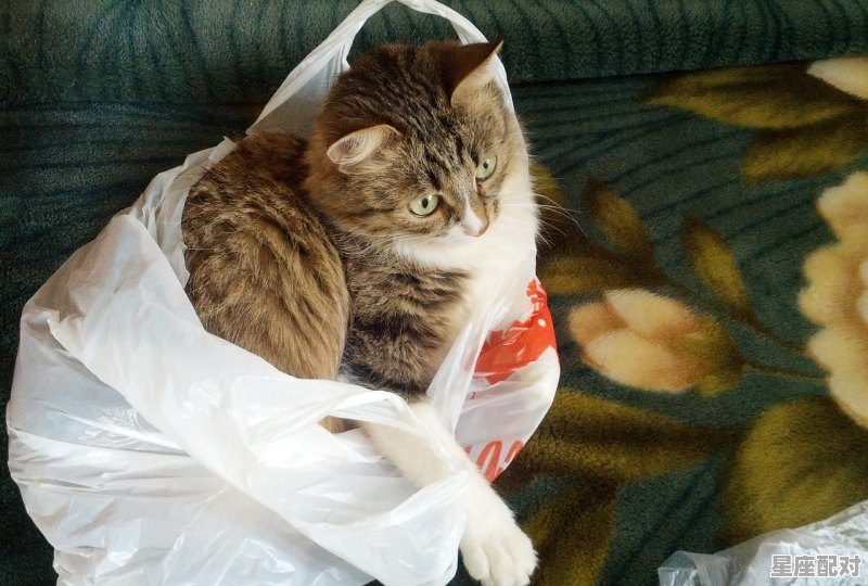 什么东西照镜子得意忘形，什么动物，镜子是什么生肖 - 星座运势