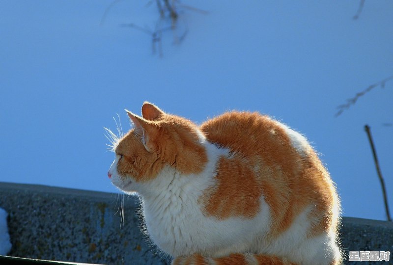 古宫十二生肖首缺什么_缺心眼是什么动物 - 星座运势