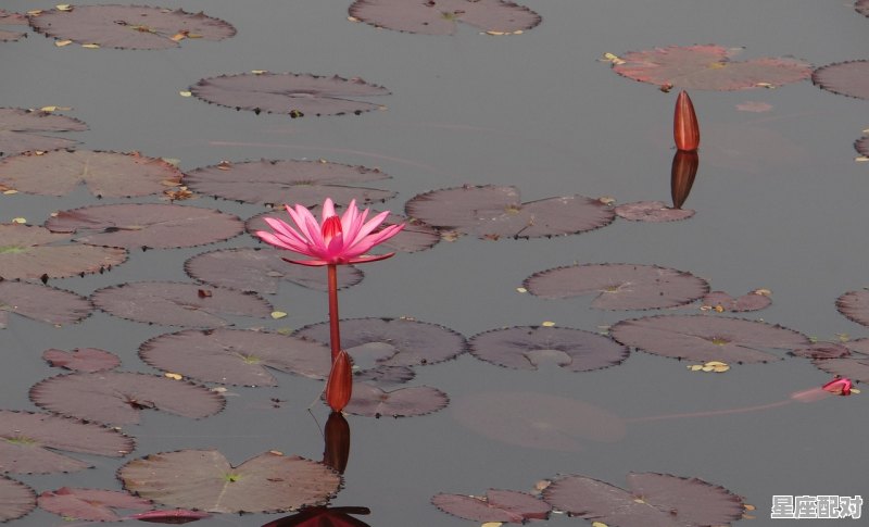 什么星座上古神兽是龙,属龙巨蟹座的性格 - 星座运势