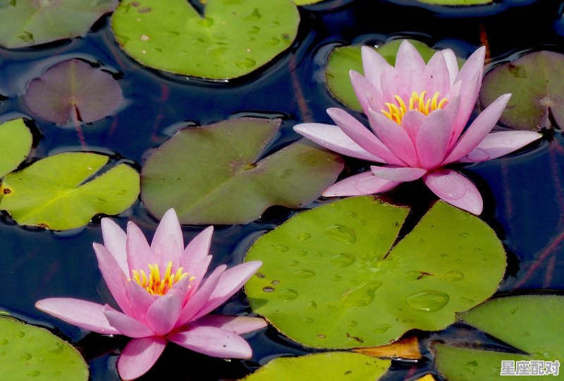 潘金莲属什么生肖，武松是什么生肖 - 星座运势