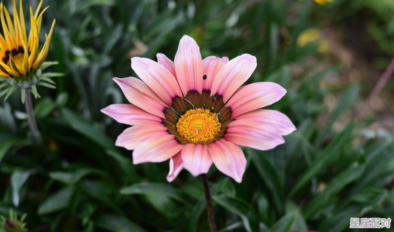 2022年重阳节那天属什么,重阳是什么生肖 - 星座运势