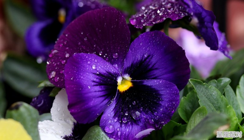 4月出生的都是什么星座_四月出生是什么星座的 4月出生的都是什么星座_四月出生是什么星座的 - 星座运势