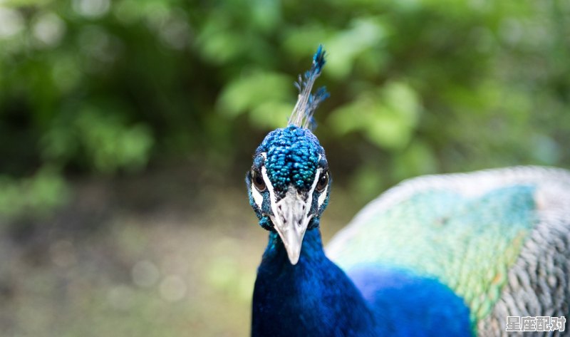 西游记妖精代表的动物_手眼通天是什么动物 - 星座运势