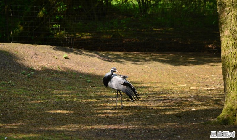 忽见陌头杨柳色，悔教夫婿觅封侯是什么动物_千年杨枊破青枝是什么意思 - 星座运势