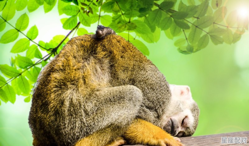 观世音菩萨打一动物_2008年属相是什么 - 星座运势