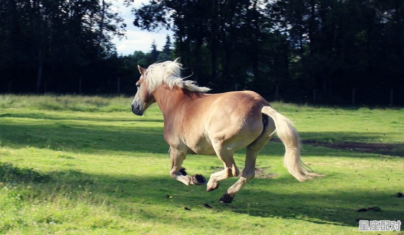 八零年属相属什么,1980什么生肖 八零年属相属什么,1980什么生肖 - 星座运势