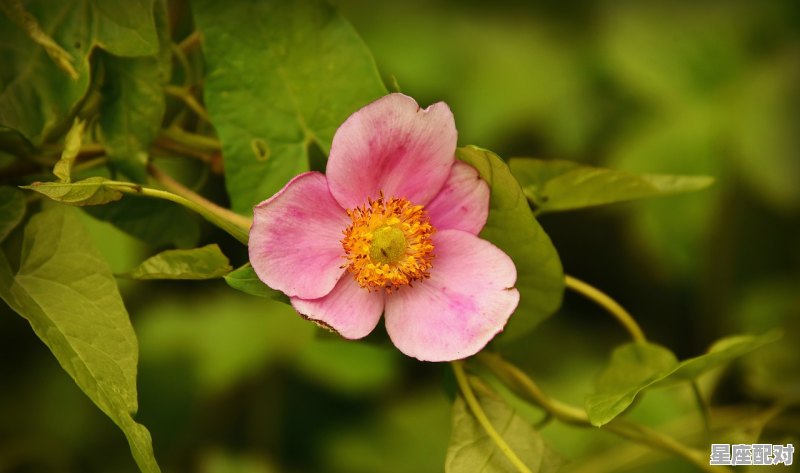 摩羯座和哪个星座配对最好,处女座最匹配星座配对是什么意思呀 摩羯座和哪个星座配对最好,处女座最匹配星座配对是什么意思呀 - 星座运势