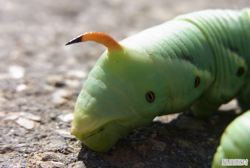蛇从人的身体爬过好不好_梦到蛇是什么预兆 蛇从人的身体爬过好不好_梦到蛇是什么预兆 - 星座运势