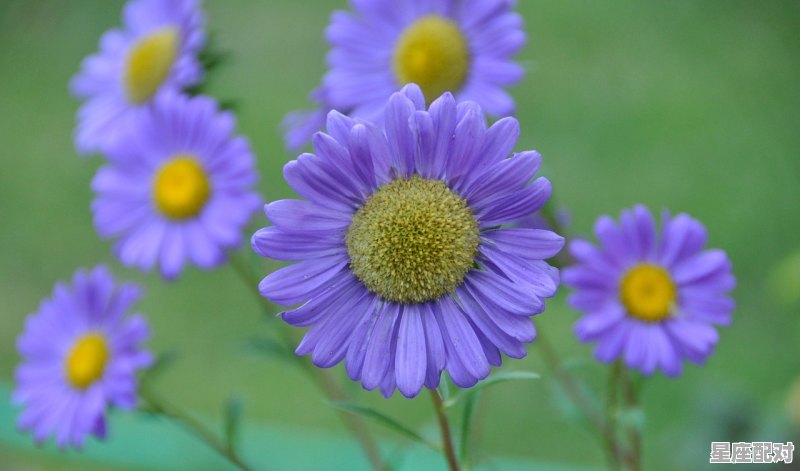 星座配对怎么连起来的,处女座最匹配的星座配对是什么意思 星座配对怎么连起来的,处女座最匹配的星座配对是什么意思 - 星座运势