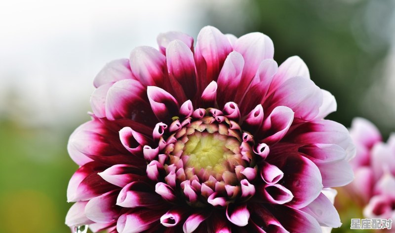 4月份是什么星座,四月出生是什么星座 4月份是什么星座,四月出生是什么星座 - 星座运势