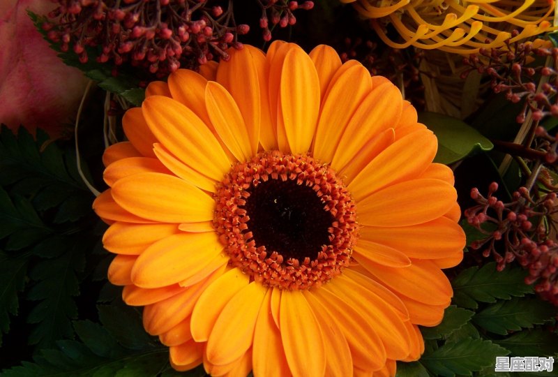 9月生日一般都是什么星座,九月生日什么星座 9月生日一般都是什么星座,九月生日什么星座 - 星座运势