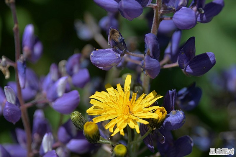 3月和8月和7月都是什么星座,三月是什么星座女 3月和8月和7月都是什么星座,三月是什么星座女 - 星座运势