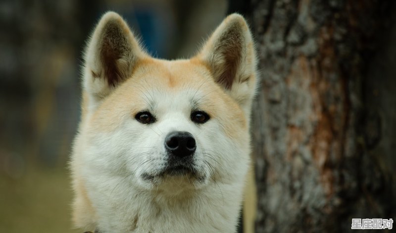 十二生肖中马、羊、狗、猪之间相合、相克的关系是怎样的_猪生肖和什么最配 - 星座运势