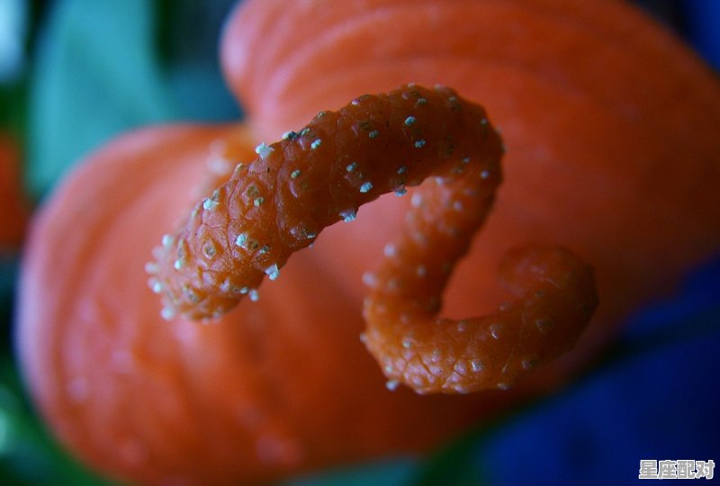 9月6日出生是什么星座农历,九月初六什么星座 - 星座运势