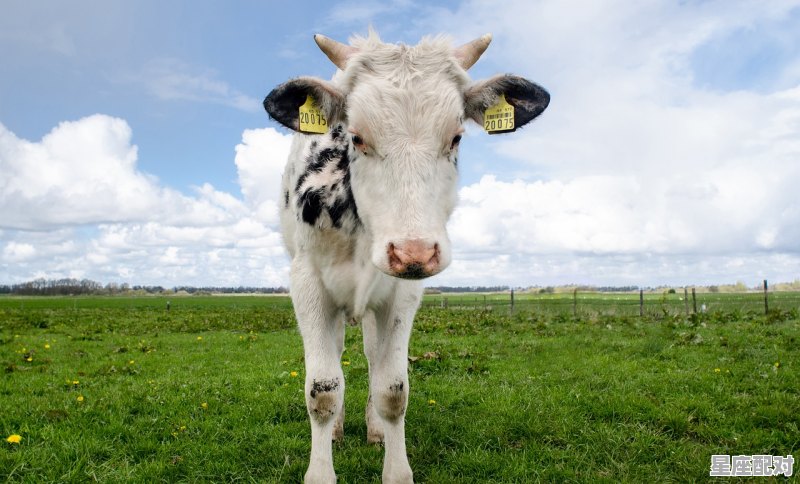 蜗行牛步,打一动物_别墅代表什么动物 蜗行牛步,打一动物_别墅代表什么动物 - 星座运势
