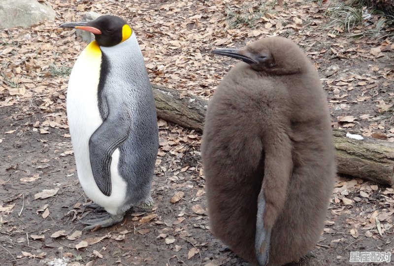 四只老虎什么意思,做梦梦到老虎 四只老虎什么意思,做梦梦到老虎 - 星座运势