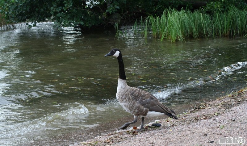 A型血白羊女生的性格特点_属鼠白羊座A型血是什么性格 - 星座运势