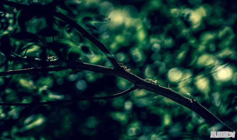 梦乡是什么意思,梦到家乡 - 星座运势