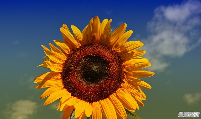 什么生肖旺蛇,什么生肖旺蛇 - 星座运势