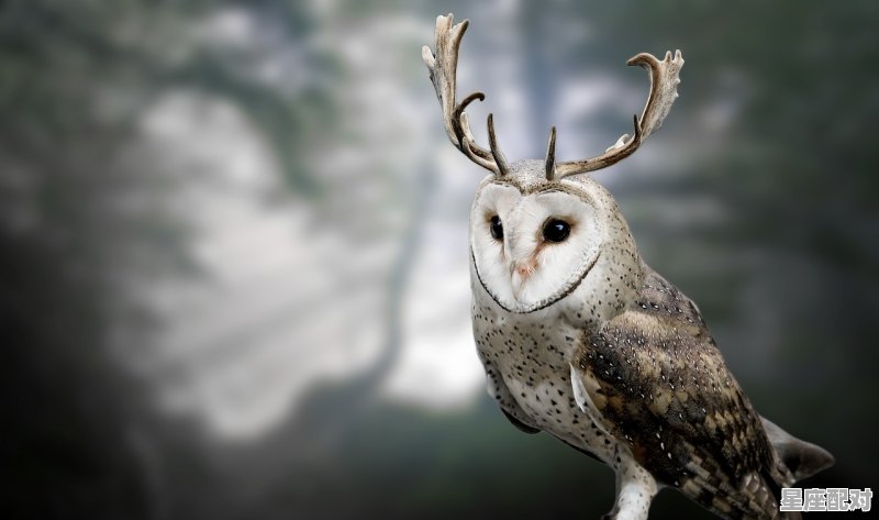 凤凰头戴红冠什么意思，凤凰指什么生肖 - 星座运势