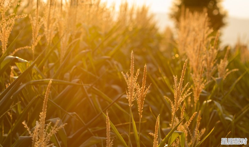 玉米文案短句干净,梦到玉米粒 玉米文案短句干净,梦到玉米粒 - 星座运势