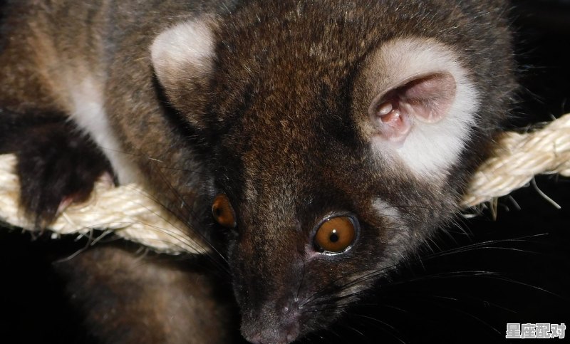 有代表贬义的动物,乞丐是什么生肖 - 星座运势