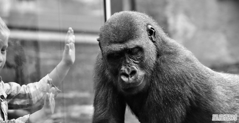 山上猛虎心不慌地上猪头怕何人是什么生肖_今日运势 生肖猴 山上猛虎心不慌地上猪头怕何人是什么生肖_今日运势 生肖猴 - 星座运势