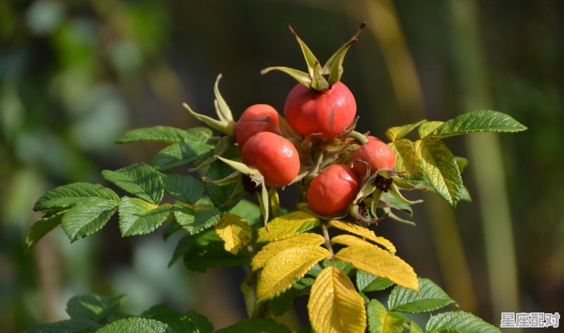 永远灿烂是什么生肖，灿烂是什么生肖 - 星座运势